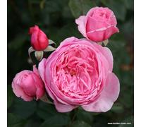 2 x Rosier - Rosa 'Kiss me Kate' pot 25-30 cm - Un rosier grimpant moderne au parfum envoûtant et aux fleurs magnifiques