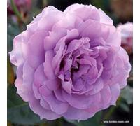 2 x Rosier - Rosa 'Novalis' pot 25-30 cm - L'élégance intemporelle d'un rosier grimpant remontant Violet