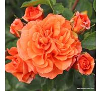 2 x Rosier - Rosa 'Orangerie' en pot 25-30 cm - Floraison orange vif et élégance parfumée