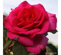 2 x Rosier - Rosa 'Parole' en pot 25-30 cm - Parfums puissants et floraison époustouflante