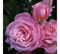 2 x Rosier - Rosa 'Rosierngräfin Marie Henriëtte' pot 25-30 cm - Une beauté parfumée de la collection Parfuma