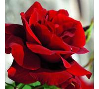 2 x Rosier - Rosa 'Santana' en pot 25-30 cm - Le rosier grimpant rouge passion