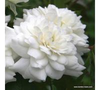 2 x Rosier - Rosa 'Sea Foam' pot 25-30 cm - Un charmant rosier couvre-sol pour toute l'année