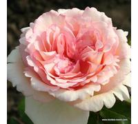 2 x Rosier - Rosa 'Souvenir de Baden-Baden' pot 25-30 cm - Une beauté parfumée avec des fleurs de couleur crème