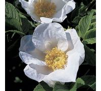 2 x rosier rugueux - rosa rugosa 'alba' - 40-60 cm pot