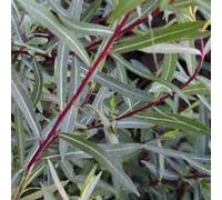 2 x Saule boule - Salix Purpurea 'Nana' - 30-40 cm en conteneur