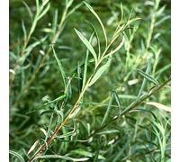 2 x saule des rivières - Salix Elaeagnos 'Angustifolia' - 50-60 cm en conteneur