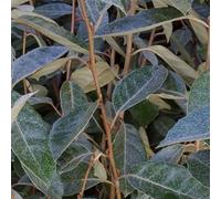 2 x Saule olive à feuilles persistantes - Elaeagnus Ebbingei - 40-60 cm en conteneur