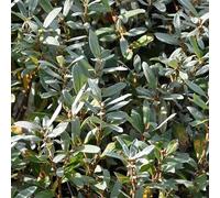 2 x Saule - Salix helvetica - 25-30 cm en conteneur