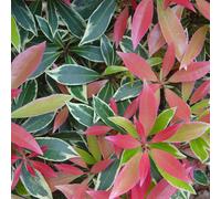 2 x Schattenglöckchen - Pieris 'Flaming Silver' - 20-30 cm en conteneur