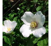 2 x seringat - philadelphus 'belle etoile' - 50-60 cm pot