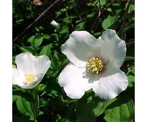 2 x seringat - philadelphus 'belle etoile' - 50-60 cm pot