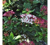 2 x Snowball - Viburnum tinus 'Gwenllian' - 25-30 cm en conteneur