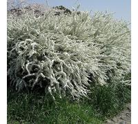2 x Spirea de printemps - Spiraea thunbergii - 40-60 cm en conteneur