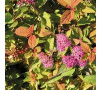 2 x Spirea d'été - Spiraea japonica 'Firelight' - 25-30 cm en conteneur
