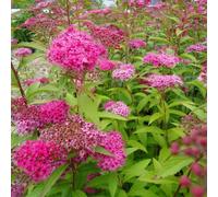 2 x spirée japonaise - spiraea japonica 'froebelii' - 25-30 cm pot