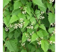 2 x stephanandra tanakae - 30-40 cm pot