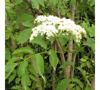 2 x Sureau noir - Sambucus nigra - 50-60 cm en conteneur