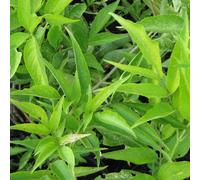 2 x Sureau noir - Sambucus nigra 'Aurea' - 50-60 cm en conteneur