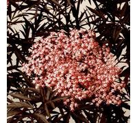 2 x Sureau noir - Sambucus nigra 'Black Lace' ('Eva') - 40-50 cm en conteneur