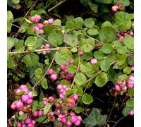 2 x symphorine - symphoricarpos doorenbos 'amethyst' - 50-60 cm pot