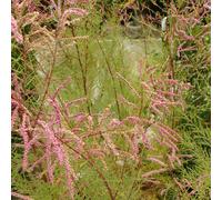 2 x Tamaris de Caspienne - Tamarix ramosissima 'Pink Cascade' - 60-80 cm en conteneur