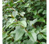 2 x Troène à feuilles ovales - Ligustrum ovalifolium - 60-80 cm en conteneur