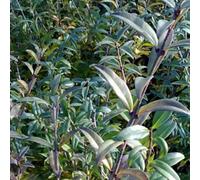 2 x troène commun - ligustrum vulgare 'atrovirens' - 60-80 cm pot