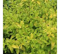 2 x troène de californie 'lemon lime' - ligustrum ovalifolium 'lemon and lime'