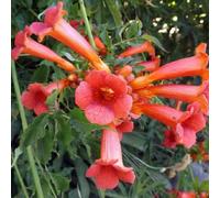 2 x trompette de virginie - campsis tagliabuana 'madame galen' - 50-60 cm pot