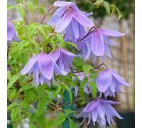2 x vigne forestière - Clematis alpina 'Frankie' - 50-60 cm en conteneur