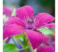 2 x vigne forestière - Clematis 'Ruutel' - 50-60 cm en conteneur