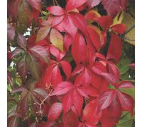 2 x Vigne sauvage - Parthenocissus Quinquefolia 'Engelmannii' - 50-60 cm en conteneur