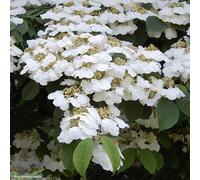 2 x viorne de chine - viburnum plicatum 'lanarth' - 40-60 cm pot