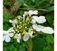 2 x viorne de chine - viburnum plicatum 'summer snowflake' - 30-40 cm pot