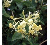 2 x Wald-Geißschlinge - Lonicera periclymenum - 50-60 cm en conteneur