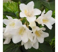 2 x weigela 'candida' - 50-60 cm pot