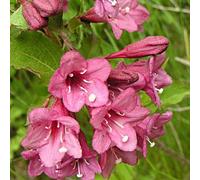 2 x weigela florida 'victoria' - 50-60 cm pot