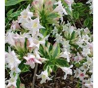 2 x weigela florida - weigela 'nana variegata' - 30-40 cm pot