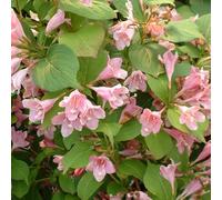 2 x weigela 'rosea' - 50-60 cm pot