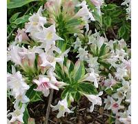 2 x Weigelia à feuilles panachées - Weigela 'Nana Variegata' - 30-40 cm en conteneur