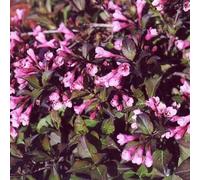 2 x Weigelia panaché - Weigela florida 'Nana Purpurea' - 30-40 cm en conteneur