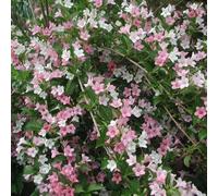 2 x Weigily - Weigela 'Carnaval' ('Courtalor') - 50-60 cm en conteneur