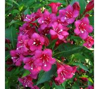 2 x Weigily - Weigela 'Eva Rathke' - 50-60 cm en conteneur