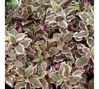 2 x Weigily - Weigela florida 'Monet' ('Verweig') - 50-60 cm en conteneur