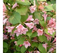 2 x Weigily - Weigela 'Rosea' - 50-60 cm en conteneur