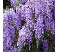 2 x Wisteria - Wisteria Sinensis 'Prolific' - 50-60 cm en conteneur