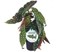 20-30 cm Begonia Maculé | Plante d’Intérieur Impressionnante Supérieure | Cadeaux Plantes