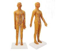 20.9in Acupuncture Femme Modèle Haute Définition Clair Chinois Corps Humain Acupuncture Modèle pour L'enseignement