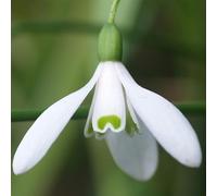 20 bulbes de Galanthus nivalis (Perce-neige) | Circonférence 5/6 cm | Bulbes provenant des meilleurs producteurs néerlandais | Sélection exclusive et contrôle qualité | Floraison garantie.